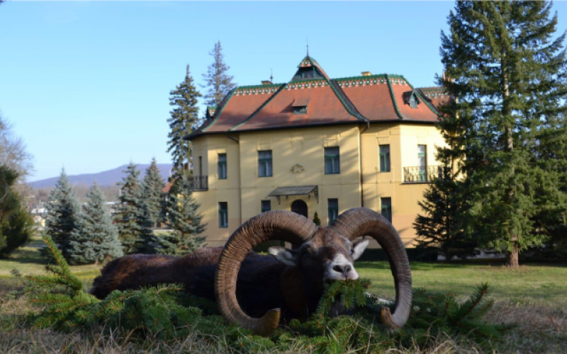 Mouflon hunting All inclusive in Slovakia - 02