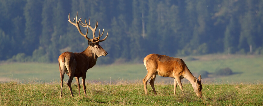 Tatra Chamois Hunting in Slovakia