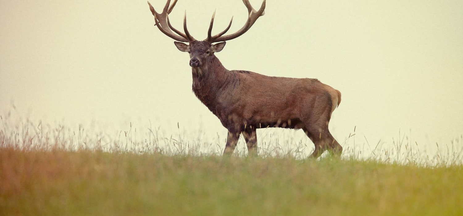 Fallow deer hunting in SLOVAKIA – season 2020