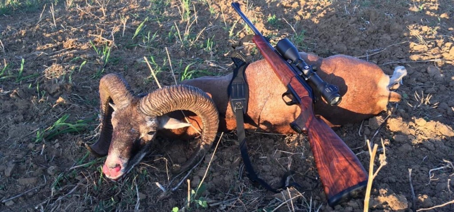 Mouflon hunting in SLOVAKIA – season 2020