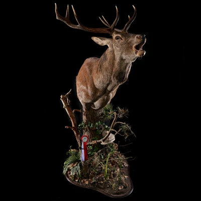 Taxidermy | Hunt in Slovakia