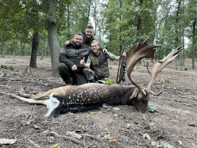 Fallow deer