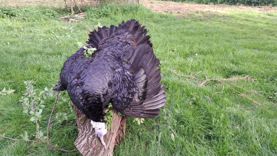 Wild turkey