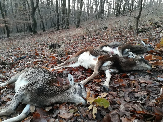 Cull hunting