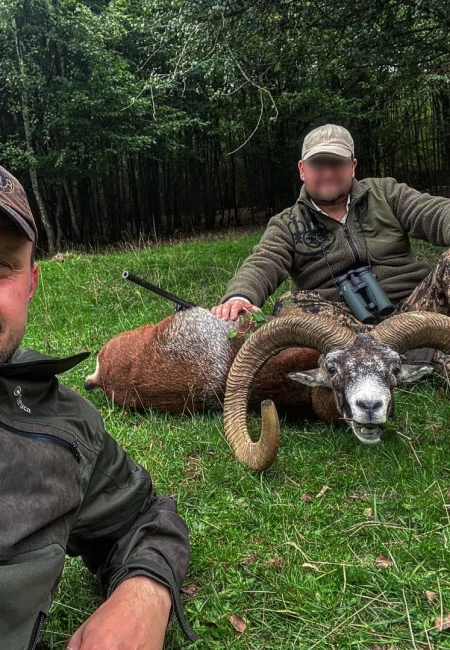 Mouflon