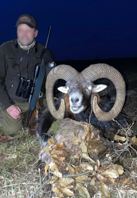 Mouflon