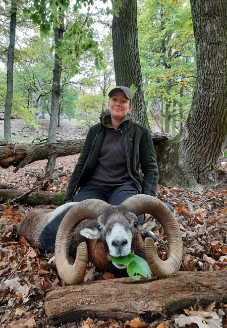 Mouflon
