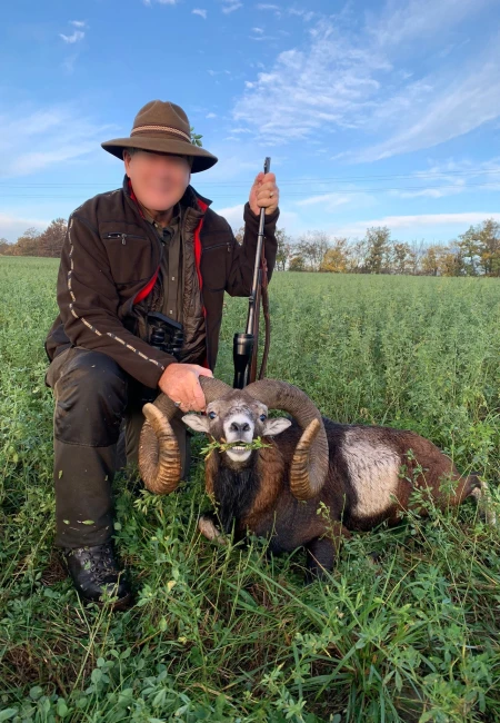 Mouflon