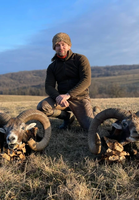 Mouflon