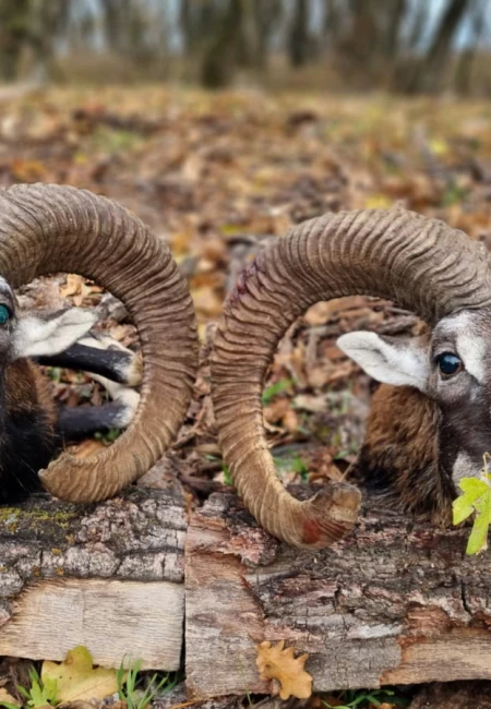 Mouflon
