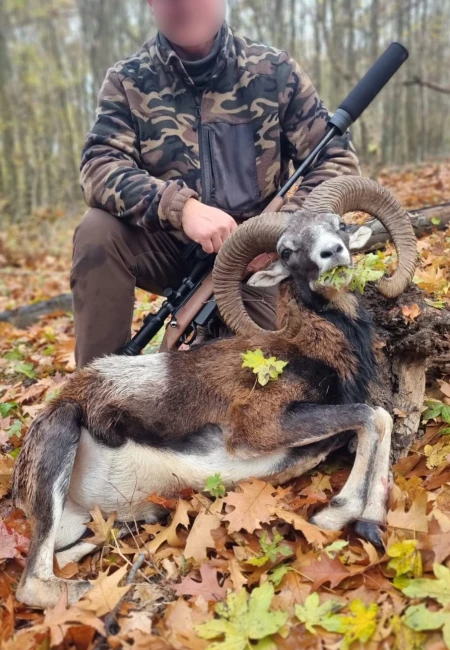 Mouflon