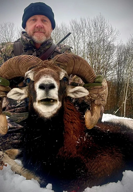 Mouflon