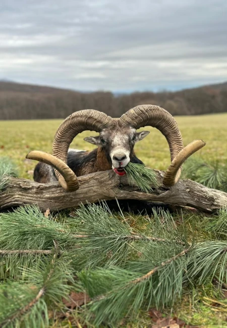 Mouflon