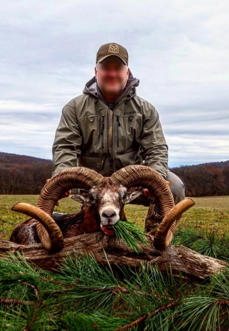 Mouflon