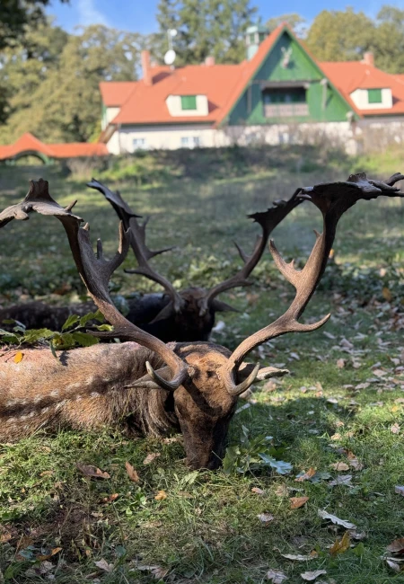 Fallow deer