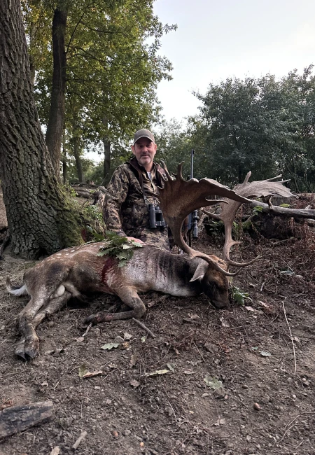 Fallow deer