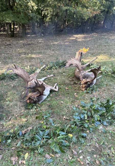 Fallow deer
