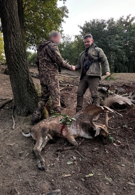 Fallow deer