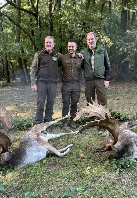 Fallow deer