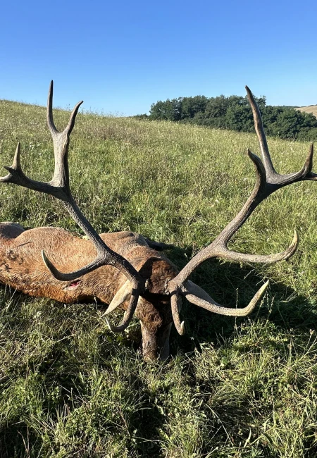 Red stag