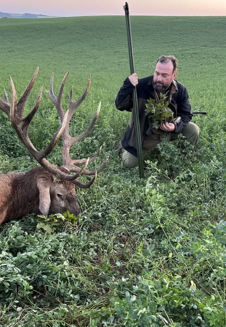 Red stag