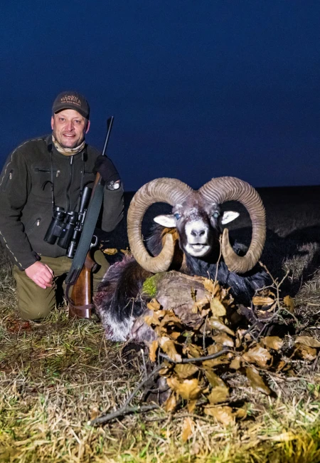 Mouflon