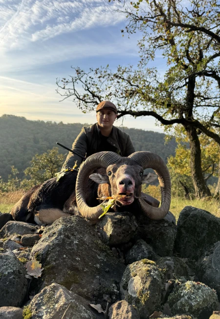 Mouflon