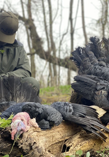 Wild Turkey