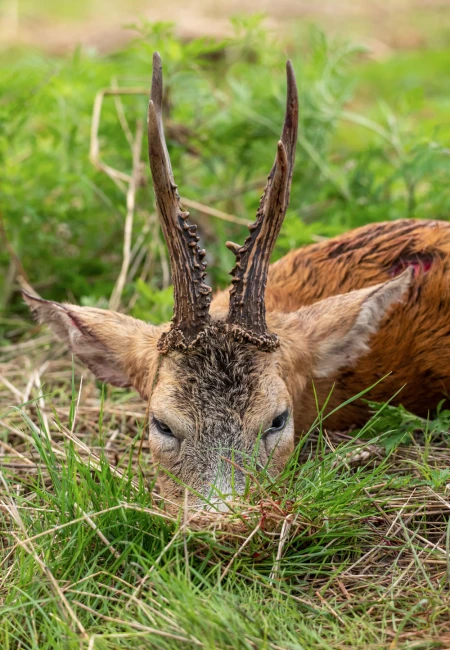 Roe Deer