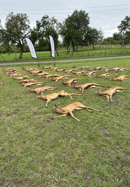 Roe Deer