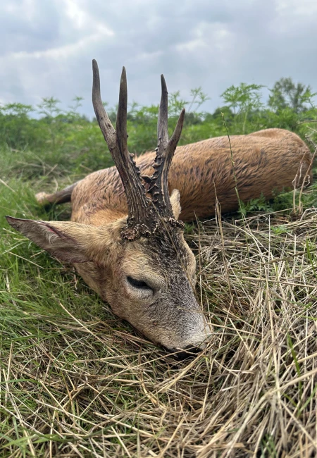 Roe Deer