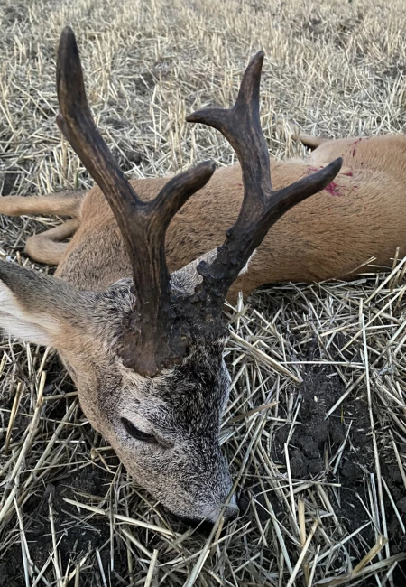 Roe Deer