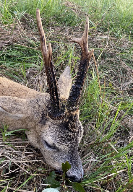 Roe Deer