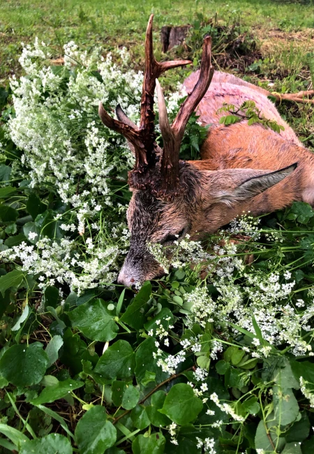 Roe Deer