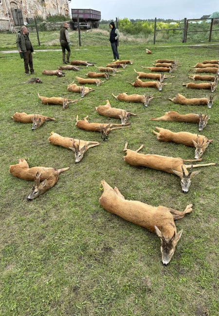 Roe Deer