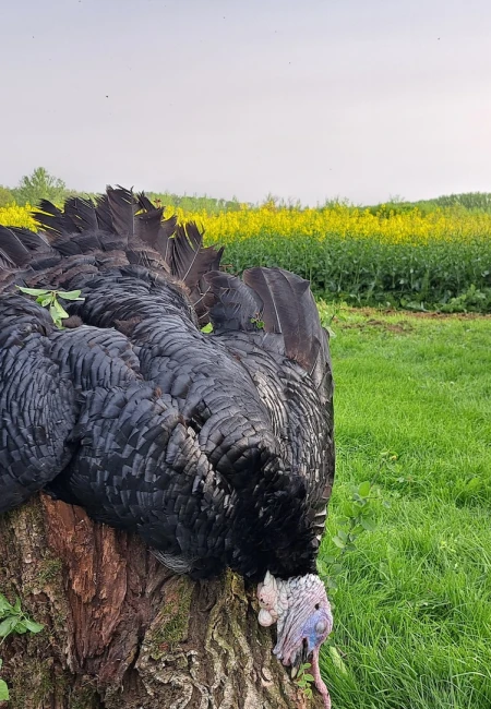 Wild Turkey