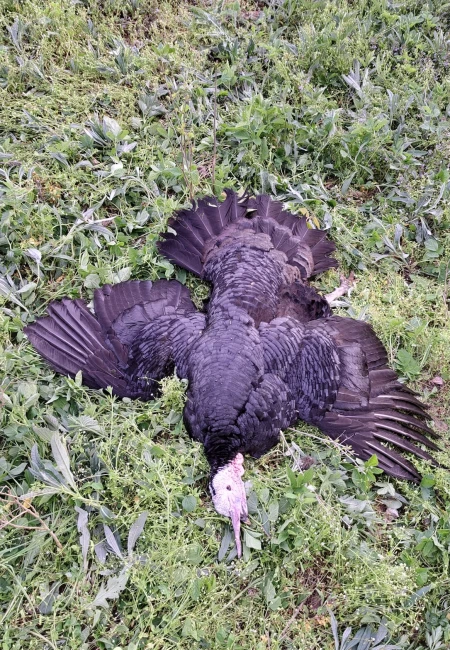 Wild Turkey