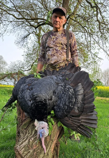 Wild Turkey