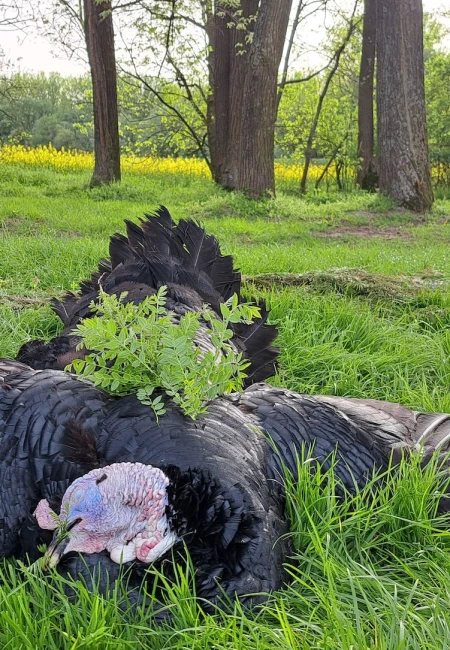 Wild Turkey