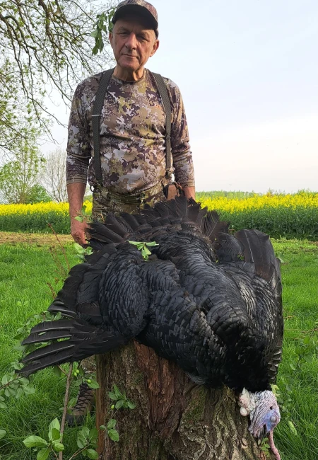 Wild Turkey