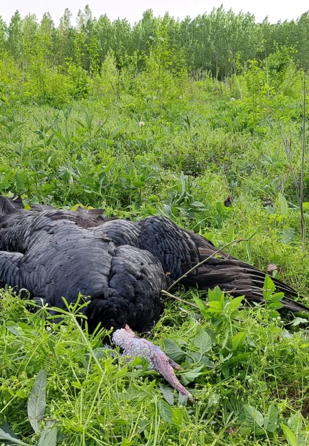Wild Turkey