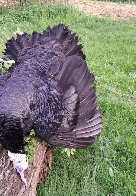 Wild Turkey