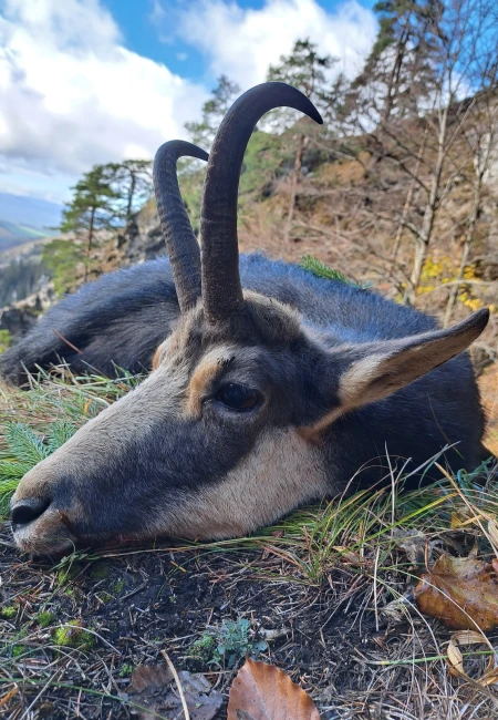 Low Tatra Chamois