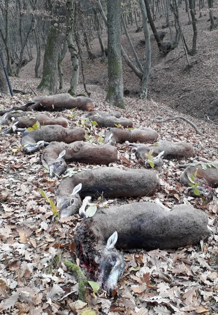 Cull Hunting