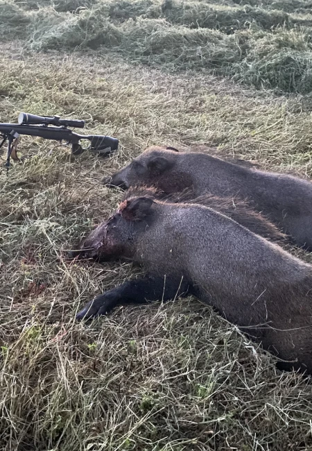 Cull Hunting
