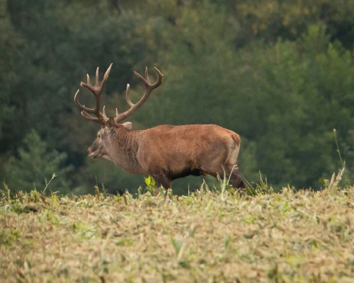 Red stag