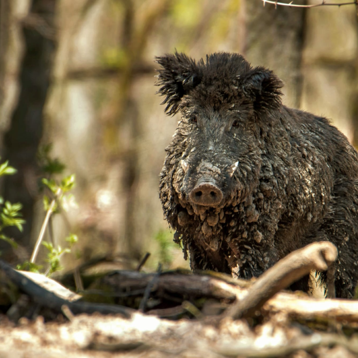 Driven Hunt | Hunt in Slovakia