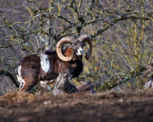 Mouflon