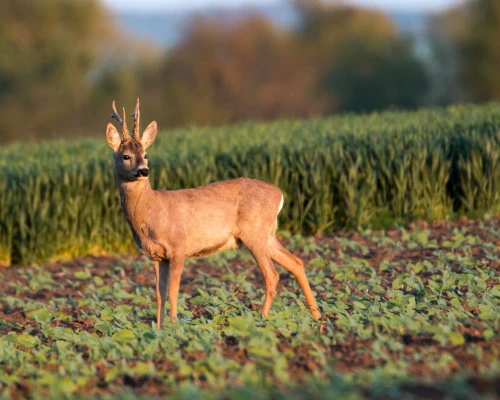 Roe buck