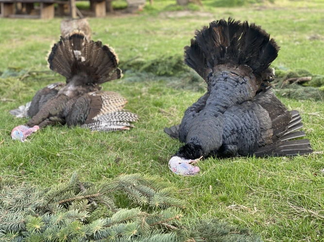 Traditions